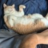 catmaniac